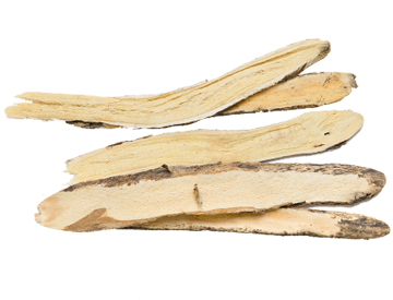 Astragalus