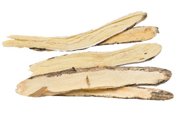 Astragalus