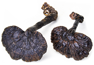 Black Reishi