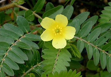 Bulgarian Tribulus