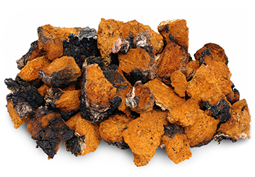 Chaga