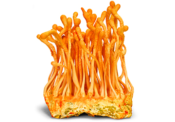 Cordyceps Cultured fruiting body