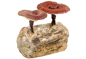 Duanwood Reishi fruiting body