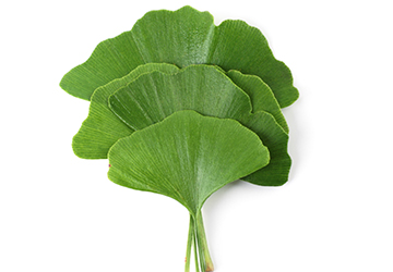 Ginkgo