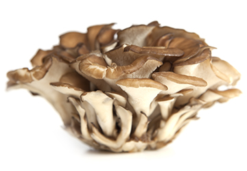 Maitake