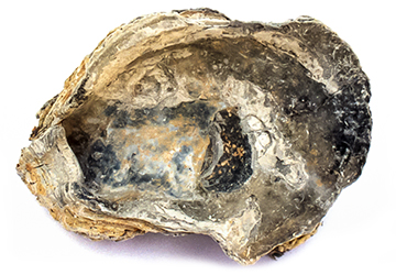 Oyster shell