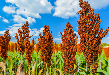 Sorghum