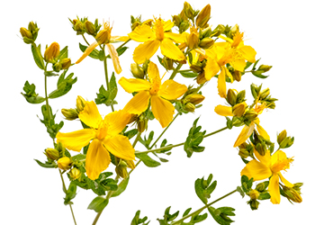 St John's Wort