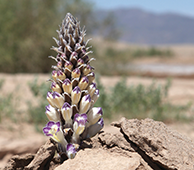 Cistanche flower