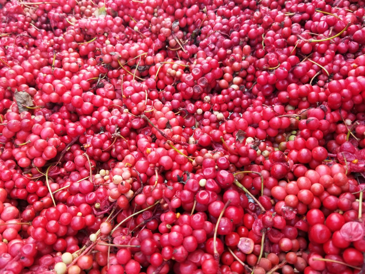 Schizandra fruits on tray