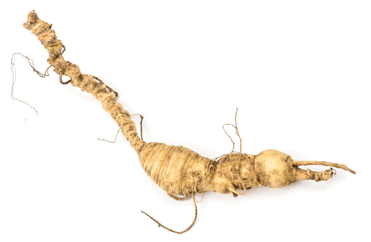 Wild American Ginseng Roots