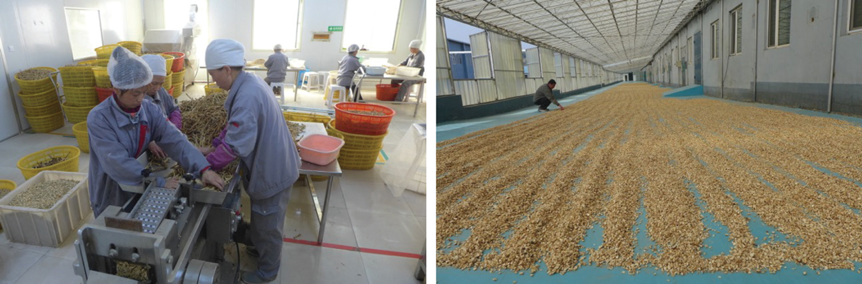 Astragalus Being Processed And Dried