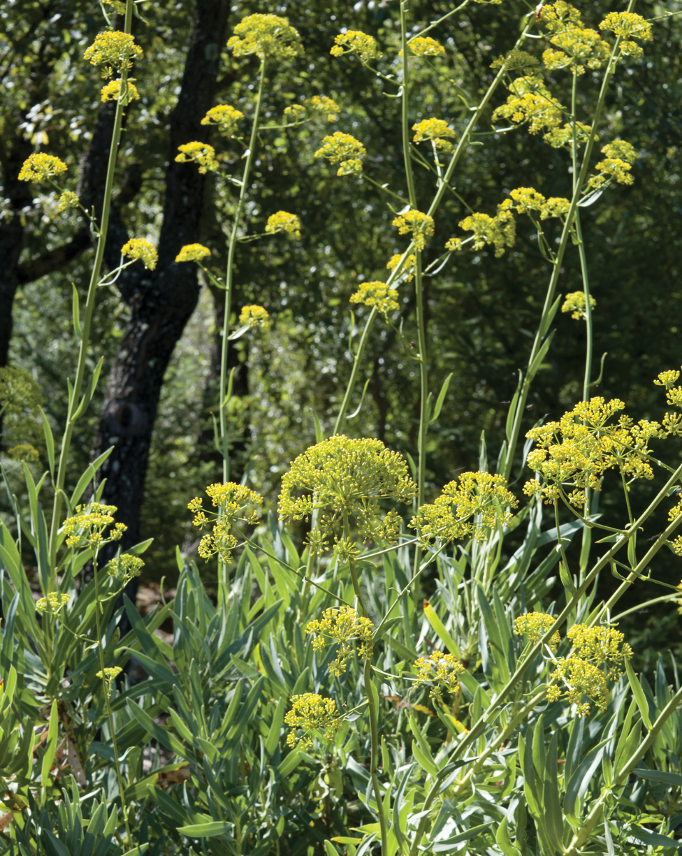 Bupleurum Leaves And Flowers