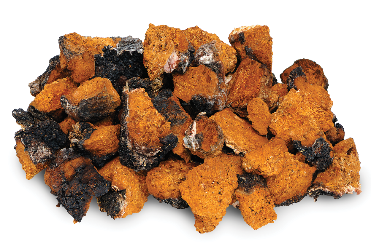 Chaga Mushroom