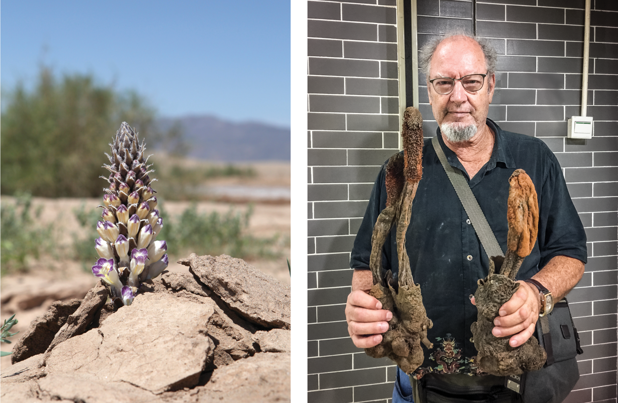 Emerging Cistanche And Ron With Cistanche