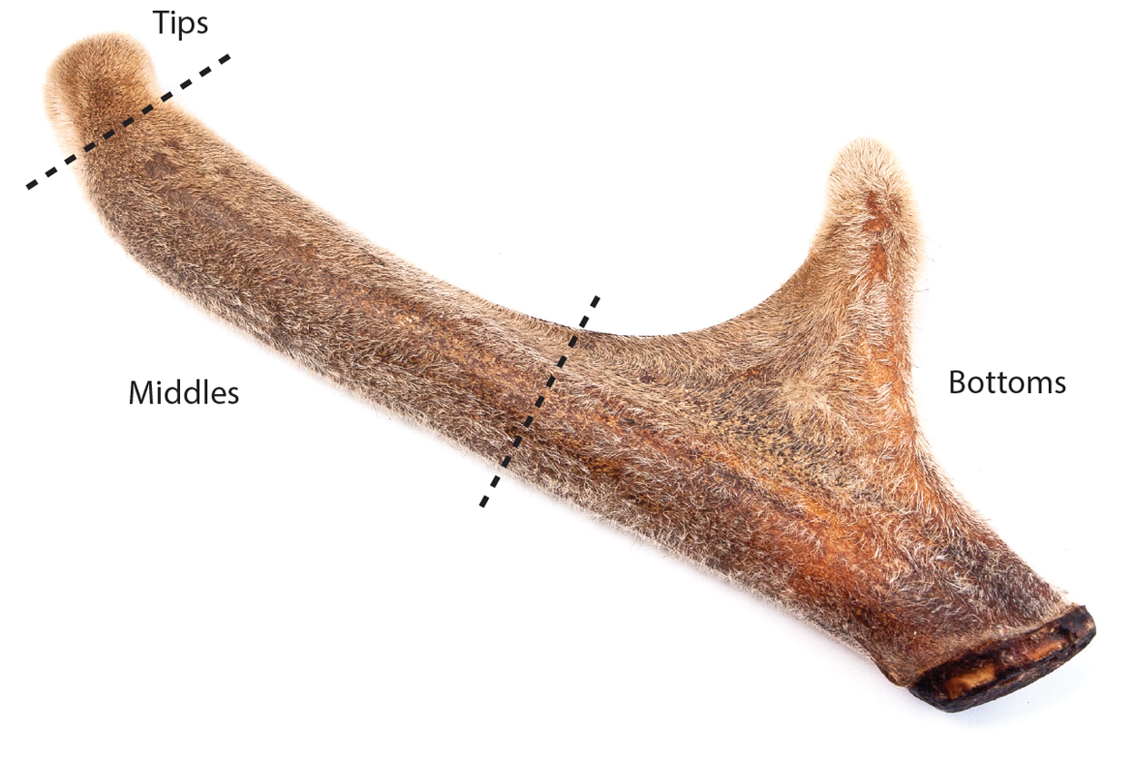 deer-antler-tip-diagram