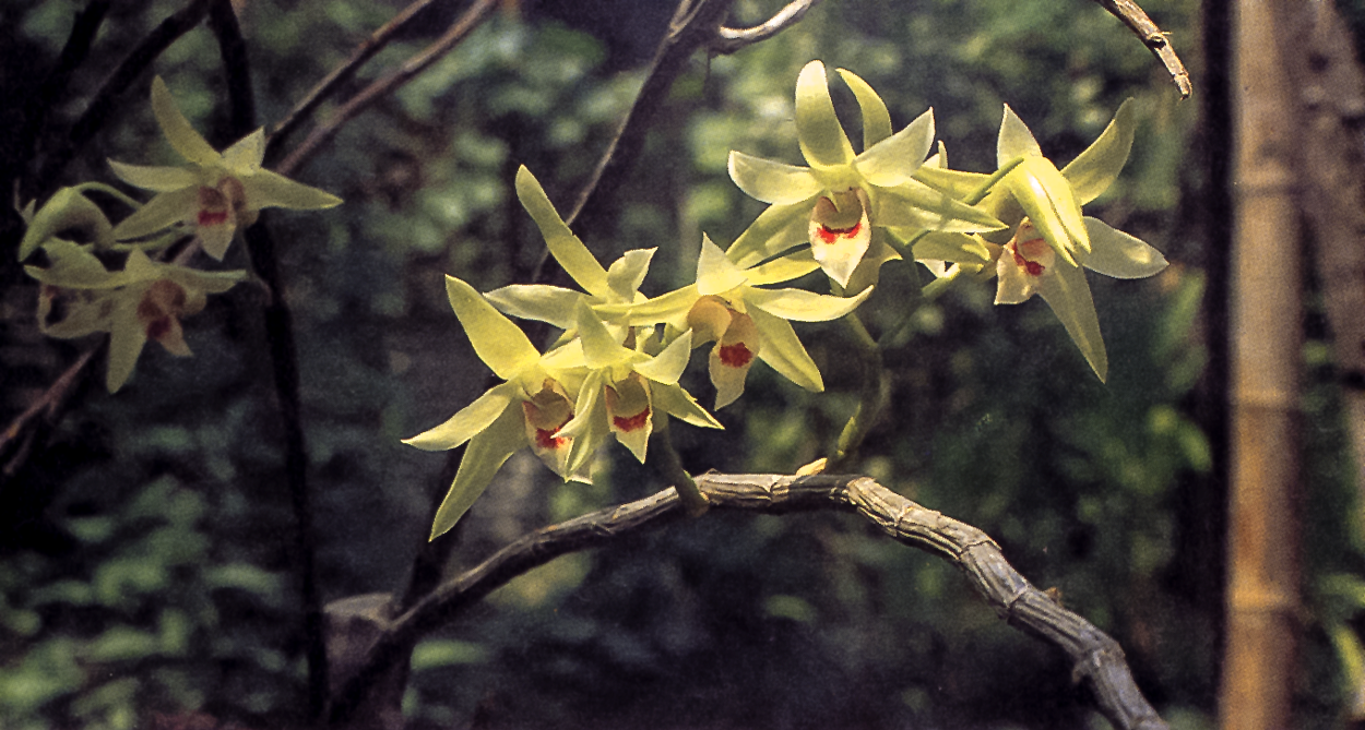 dendrobium plant