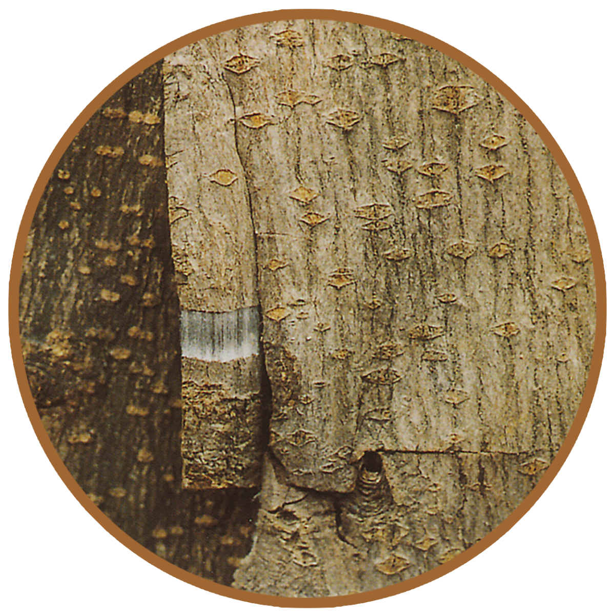 eucommia bark with white latex