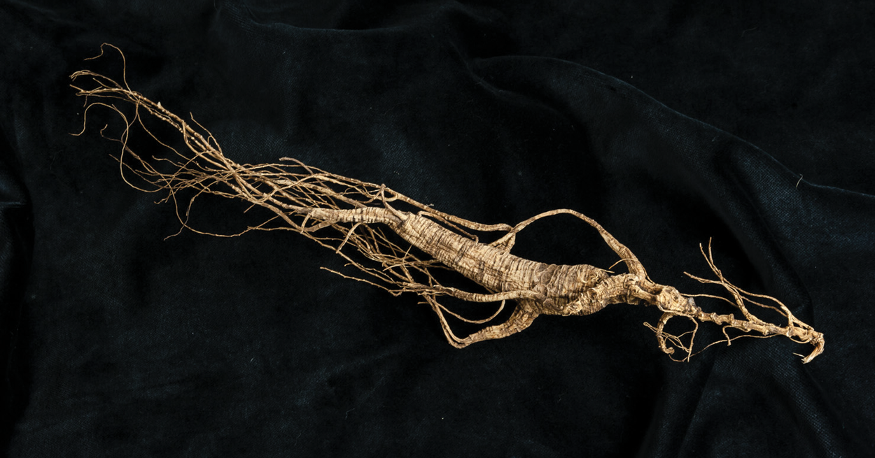 Wild Chinese Ginseng Root