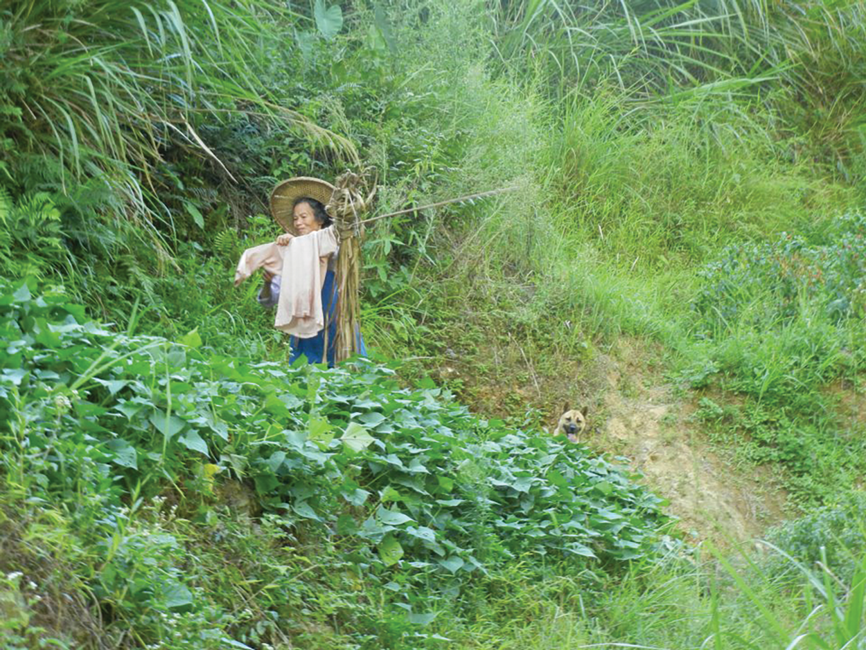 Scarecrow Gynostemma Fields