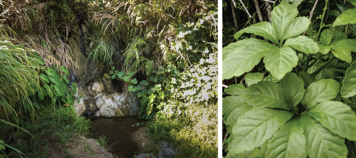 Gynostemma Spring And Leaves