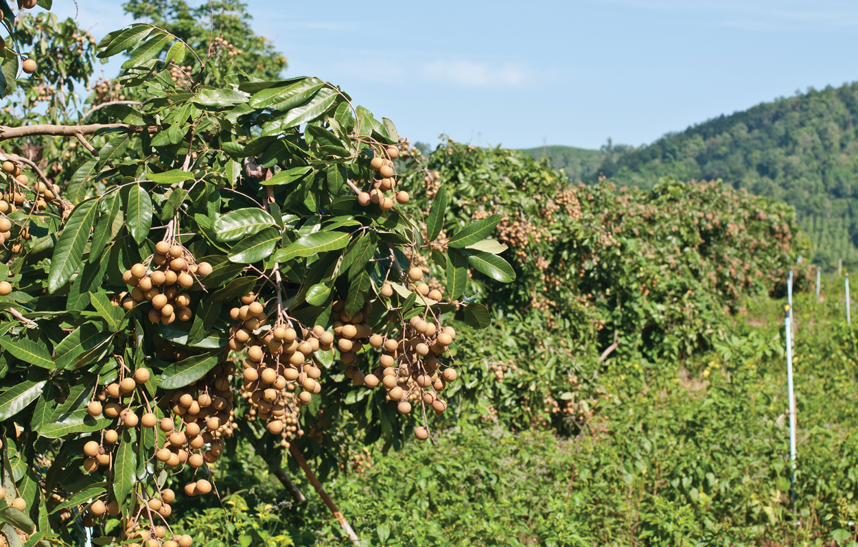 Longan Field