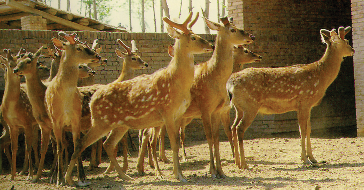 Spotted Deer With Antlers