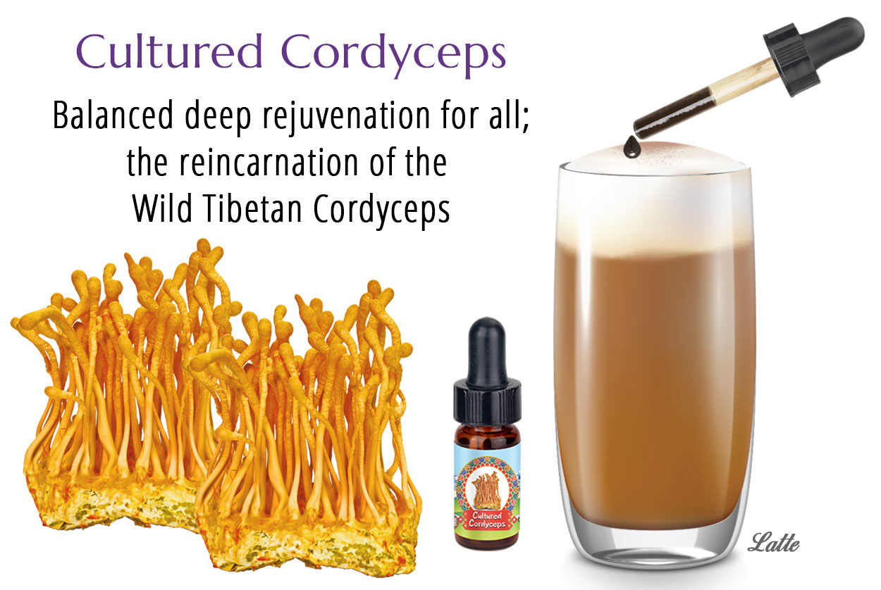 Cordyceps